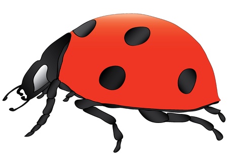 ladybird のイラスト素材