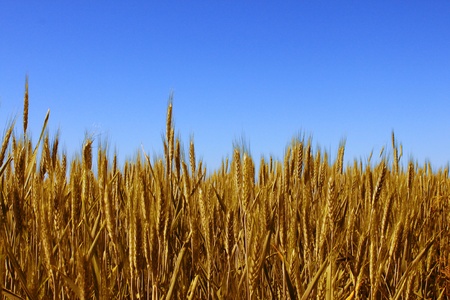 wheat field over blue skyの写真素材