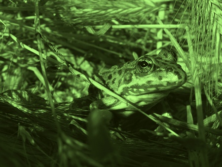 frog in a grassの写真素材