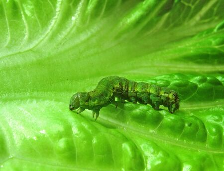caterpillar on a green leafの写真素材