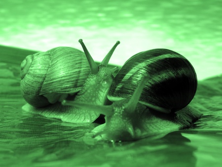 world of snailsの写真素材