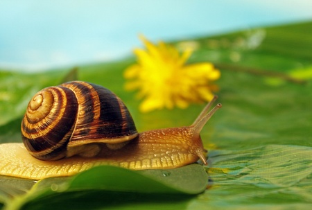 snail on a meadowの写真素材