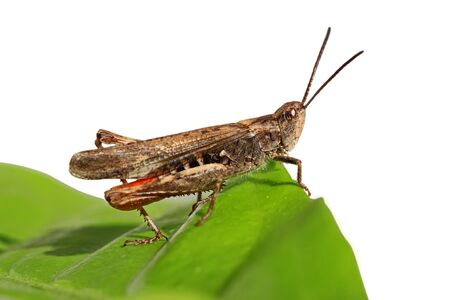 grasshopper sitting on green leafの写真素材