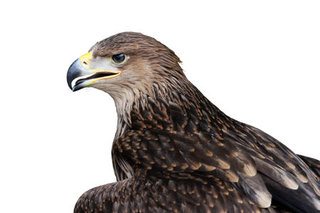 golden eagle isolated on whiteの写真素材