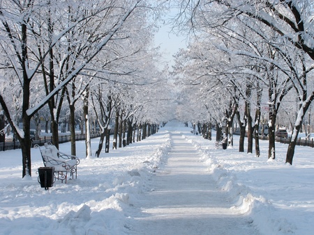 snowy avenue at winter dayの写真素材