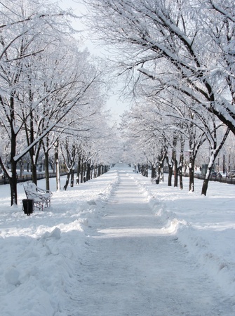 avenue in town at winter dayの写真素材