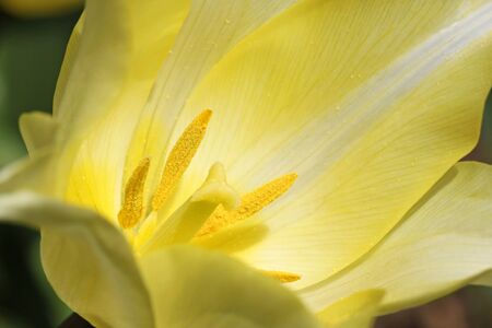close up of yellow tulipの写真素材
