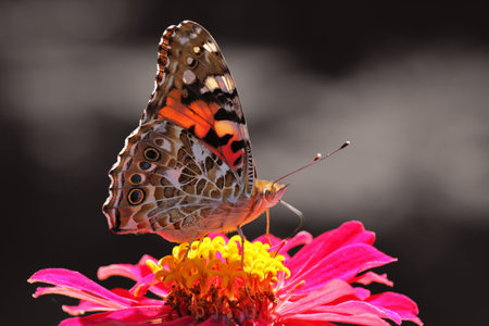 butterfly  Painted Lady  on flower over black backgroundの写真素材