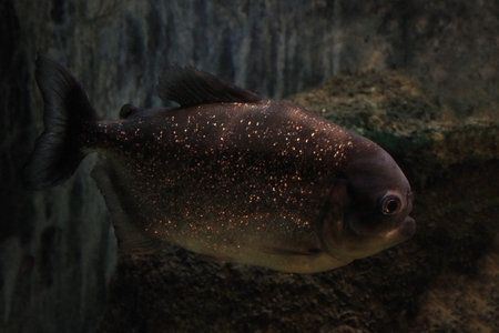 close up of piranha fish in aquarium