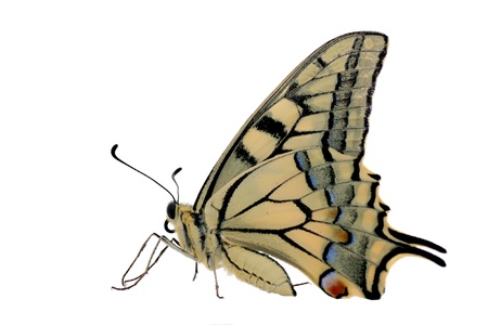 butterfly Papilio Machaon isolated on whiteの写真素材