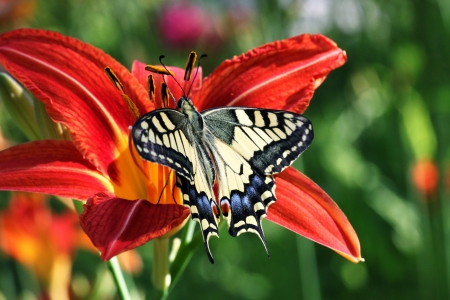 butterfly Papilio Machaon on flower  lily の写真素材