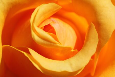 close up of yellow roseの写真素材