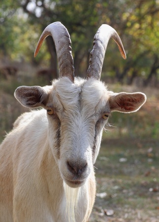 close up of goatの写真素材
