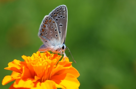 common blue butterfly on marigold flowerの写真素材