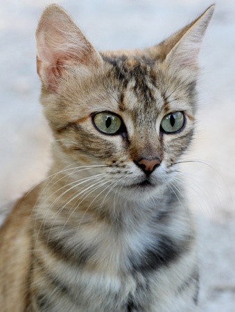 close up of gray catの写真素材