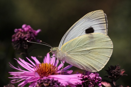 white cabbage butterfly sitting on flowerの写真素材