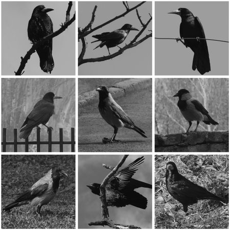 collage with black and white of ravensの写真素材