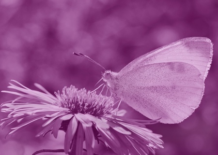 white cabbage butterfly on flowerの写真素材