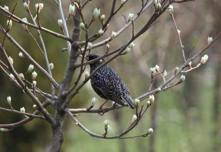 starling sitting on branch of tree at springの写真素材