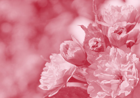 pink japanese cherry tree blossom background