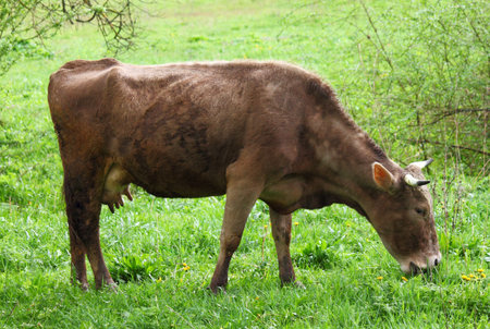 cow eating grass on meadowの写真素材