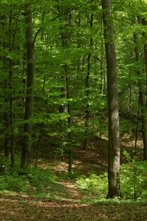 deciduous forest with European Beech treesの写真素材
