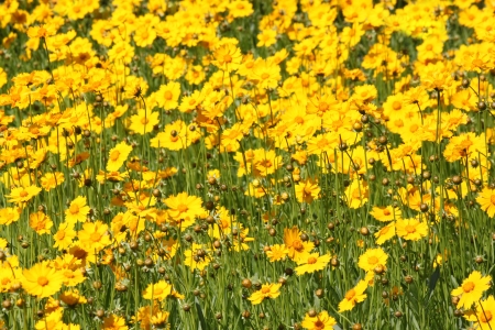 flowerbed with yellow flowersの写真素材