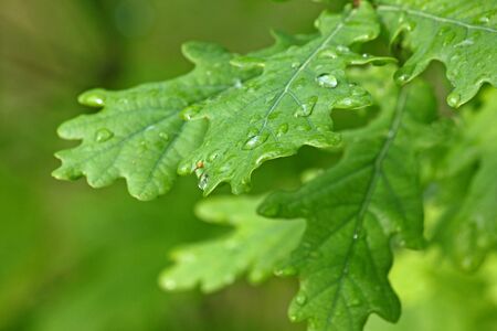 green oak tree leaves with rain dropsの写真素材