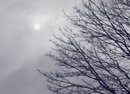 branches of tree at winterの写真素材