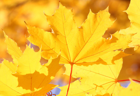 close up of maple leaf at fall