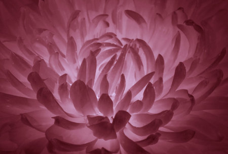 close up of majestic flower petals