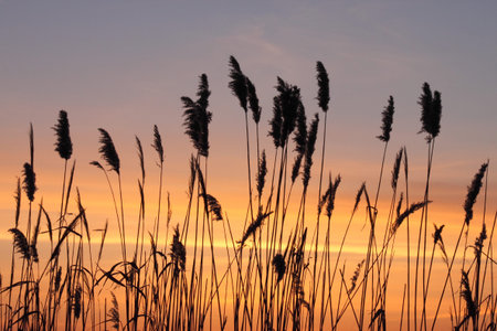silhouette of reed over sunset skyの写真素材