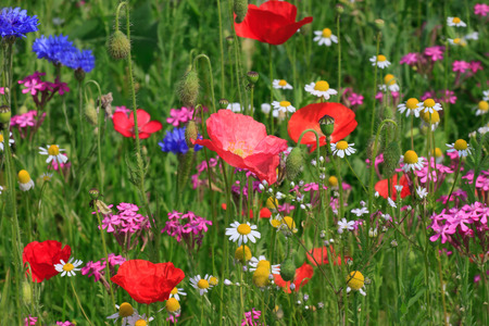 multicoloured flowers on meadowの写真素材