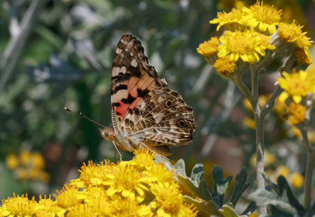 Painted Lady butterfly on yellow flowerの写真素材