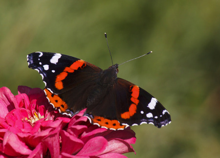 Red Admiral butterfly on zinnia flowerの写真素材