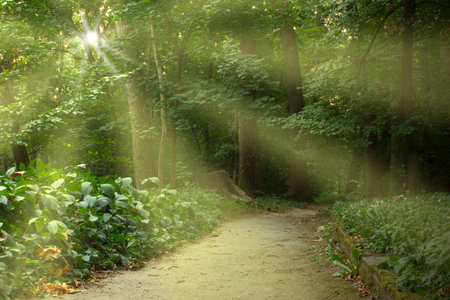 sunshine in park at morning