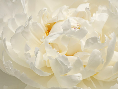 close up of white peony flowerの写真素材