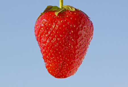 close up of strawberry over blue skyの写真素材
