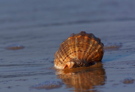 close up of seashell on sea coast