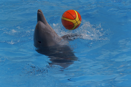dolphin playing with ball in a poolの写真素材