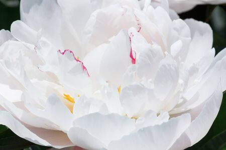 close up of white peony flowerの写真素材