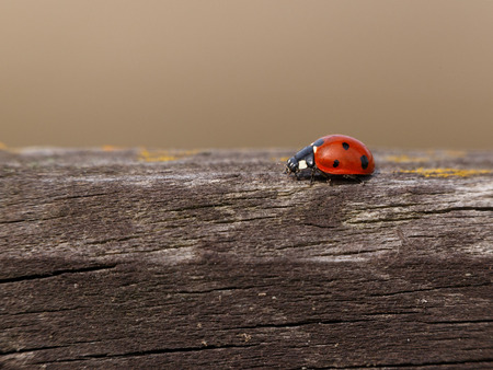 ladybug on wooden fenceの写真素材
