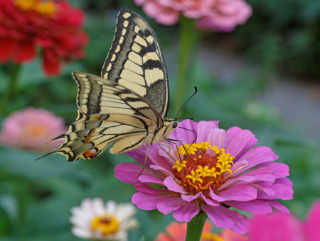 Papilio Machaon butterfly on zinnia flowerの写真素材