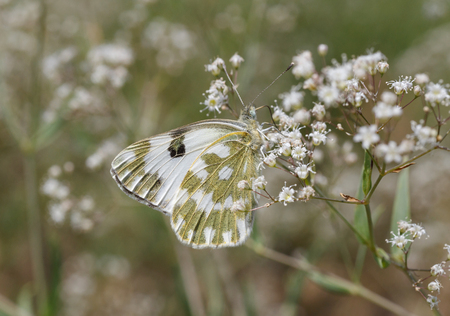 close up of Pontia edusa butterfly on wild flowerの写真素材