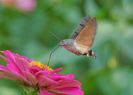 hawk moth flying above purple zinnia flowerの写真素材