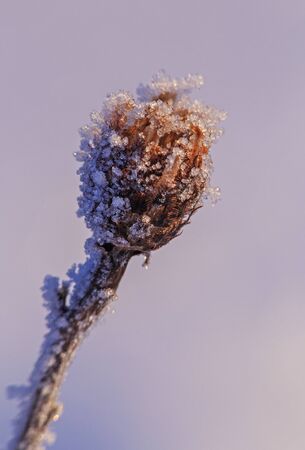 close up of plant covered with hoarfrostの写真素材