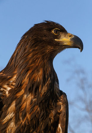 close up of bird of prey over blue sky