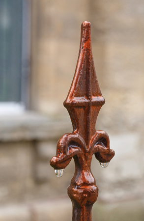royal lily with rain drops against buildingの写真素材