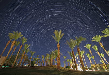 night in Egypt: palm trees against star trails in night sky