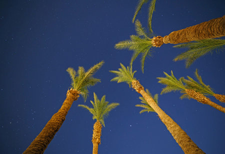 several palm trees against night sky
